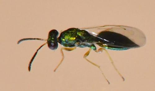 Réf. 333 566 : Pteromalini inconnu